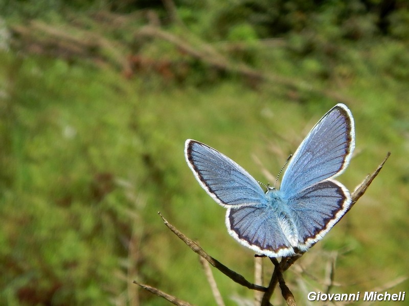 Plebejus argus